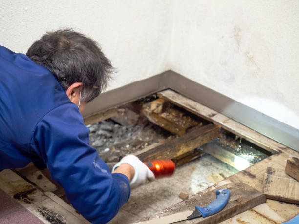 Best Mold Damage Repair  in Vancleave, MS