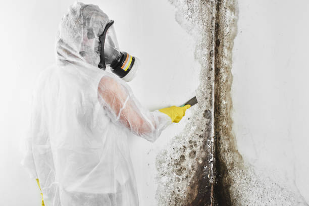 Best Mold Testing  in Vancleave, MS