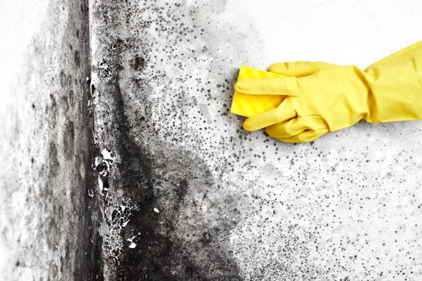 Best Mold Remediation  in Vancleave, MS