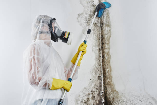 Best Toxic Mold Removal  in Vancleave, MS