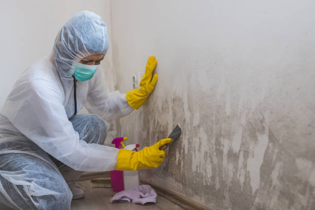 Best Mold Cleaning Services  in Vancleave, MS