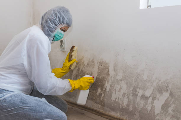 Best Mold Damage Repair  in Vancleave, MS
