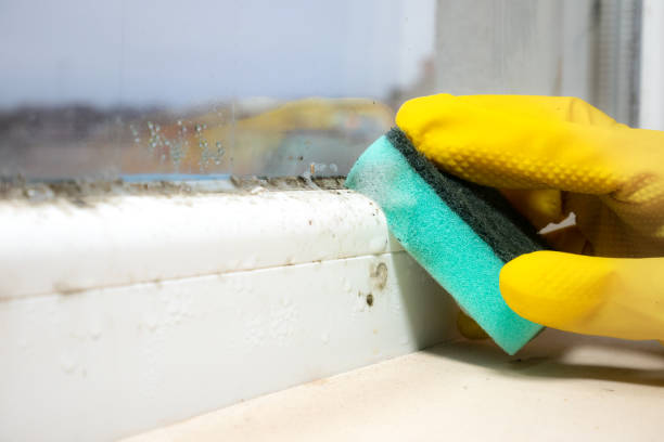 Best Same-Day Mold Removal  in Vancleave, MS