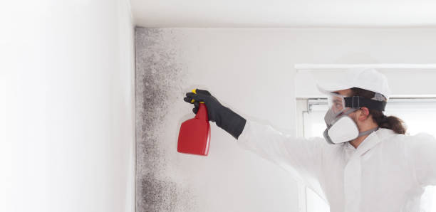 Best Attic Mold Removal  in Vancleave, MS
