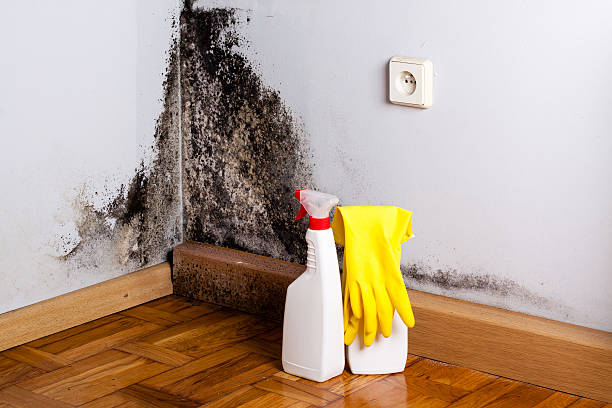 Best Emergency Mold Removal  in Vancleave, MS
